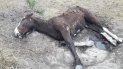 maltrato animal en ezeiza: encontraron 420 caballos desnutridos y otros 25 muertos maltrato animal en ezeiza: encontraron 420 caballos desnutridos y otros 25 muertos