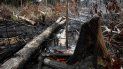 incendio en el amazonas: cuales son las especies animales mas amenazadas incendio en el amazonas: cuales son las especies animales mas amenazadas