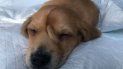 un perro nacio con una cola en la cabeza y fue abandonado un perro nacio con una cola en la cabeza y fue abandonado