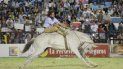 defensores de animales piden que se suspenda el festival de doma y folclore en jesus maria defensores de animales piden que se suspenda el festival de doma y folclore en jesus maria