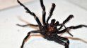 la tercera plaga de australia: tras incendios e inundaciones llegan las aranas mortales la tercera plaga de australia: tras incendios e inundaciones llegan las aranas mortales