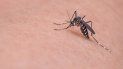 confirman casi 4500 casos de dengue en jujuy confirman casi 4500 casos de dengue en jujuy