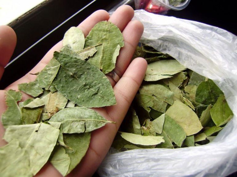 Hojas de coca Jujuy estudia un protocolo específico Jujuy, Gobernador, hojas de coca Hojas de coca Jujuy estudia un protocolo específico Jujuy, Gobernador, hojas de coca