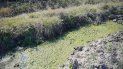 vecinos de los perales alertados por un caso de dengue vecinos de los perales alertados por un caso de dengue