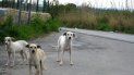 amenazan con reclamar en la justicia las multas por tener mas de dos perros amenazan con reclamar en la justicia las multas por tener mas de dos perros
