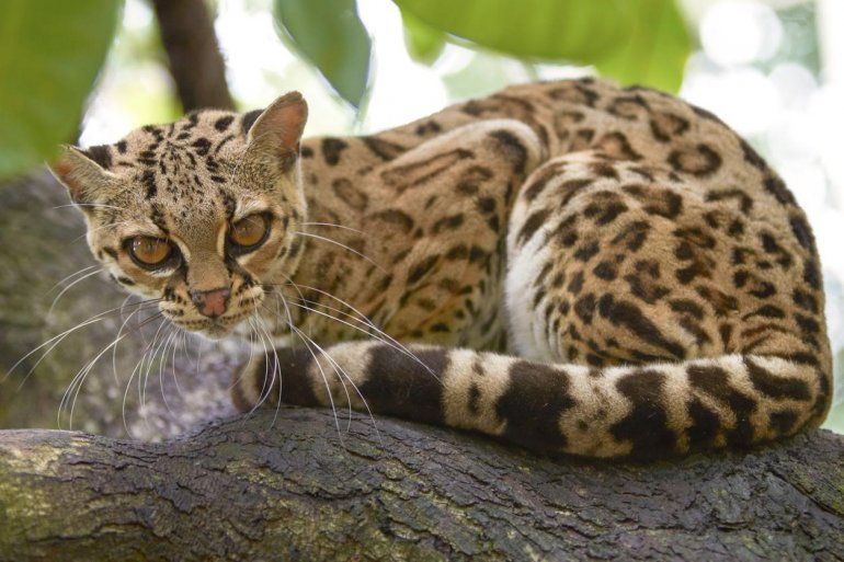 Ocelote (Foto ilustrativa)
