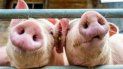 alerta en brasil por una nueva cepa de gripe porcina con potencial pandemico alerta en brasil por una nueva cepa de gripe porcina con potencial pandemico