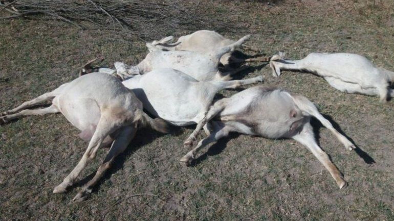 Matanza de animales por agroquímicos