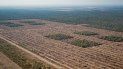 greenpeace pide la emergencia forestal y la prohibicion de desmontes greenpeace pide la emergencia forestal y la prohibicion de desmontes