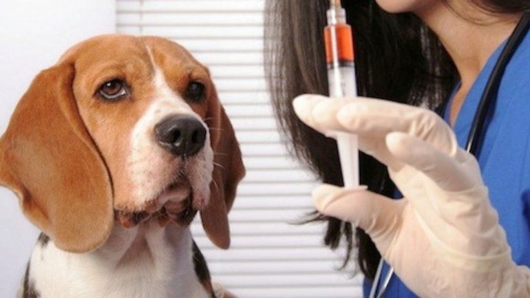 Las vacunas son claves para la salud de nuestras mascotas.