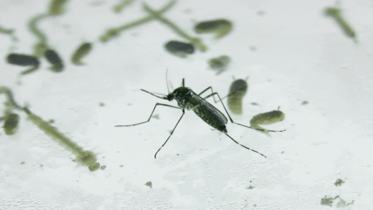 Los casos de dengue podrían subir las próximas semanas en Jujuy: cómo prevenir