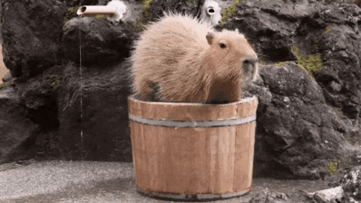 El animal es furor en todo el país.