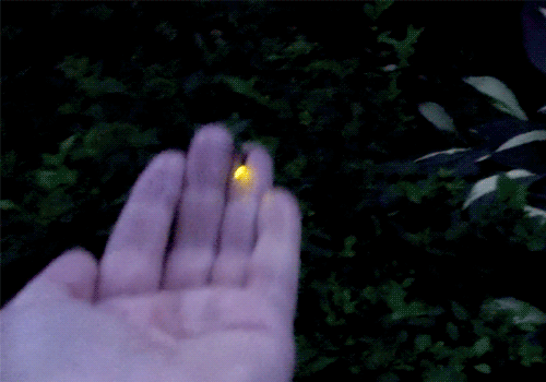 ¿Qué significado espiritual tienen las luciérnagas?