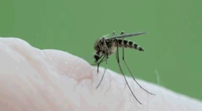 Sin casos de dengue confirmados, Jujuy extrema controles ante el avance del virus en la región