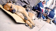 En Villazón, Bolivia, advirtieron que dejar perros o gatos en la calle durante la noche será considerado maltrato animal.