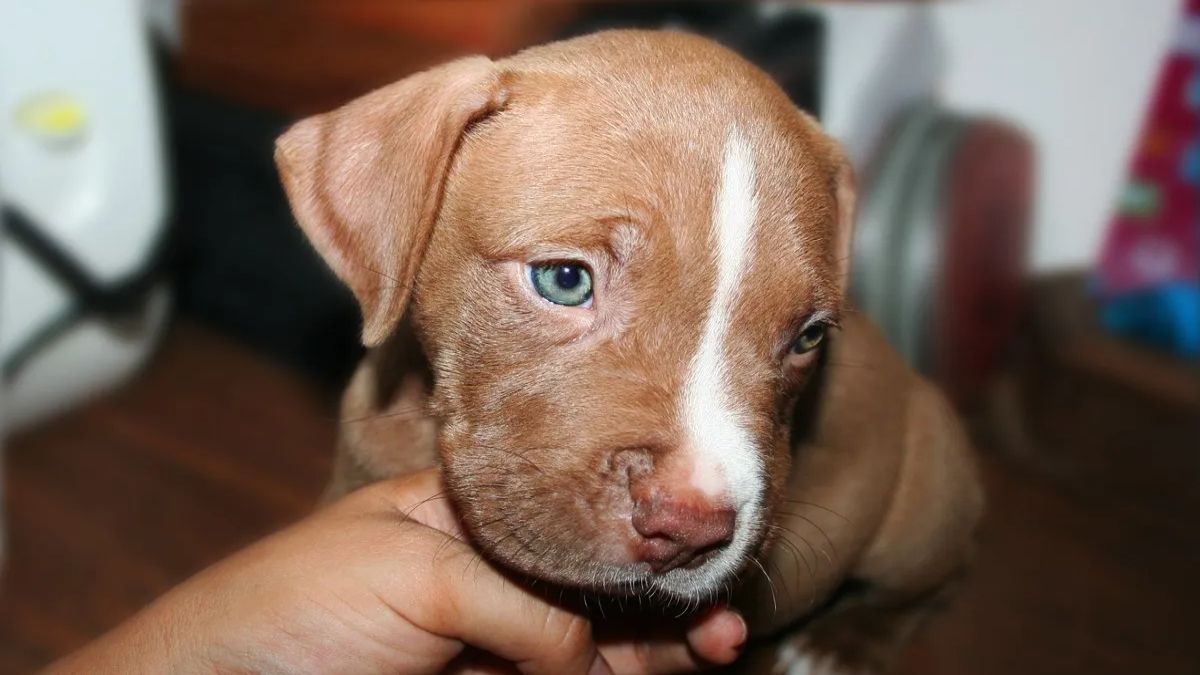 Adoptó a un cachorro y su curioso método de crianza sorprendió a todos: “Con cuidadito”.