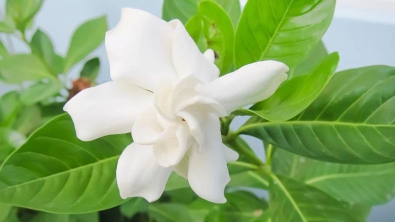 El truco infalible para que tus jazmines exploten de flores