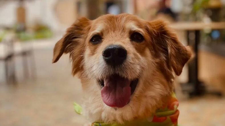 Una usuaria de Twitter contó el divertido momento que vivió con uno de los empleados de la veterinaria de su barrio cuando pidió turno para bañar a su perro.&nbsp;