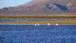 El caso de Gripe Aviar detectado fue en la Laguna de Pozuelos.