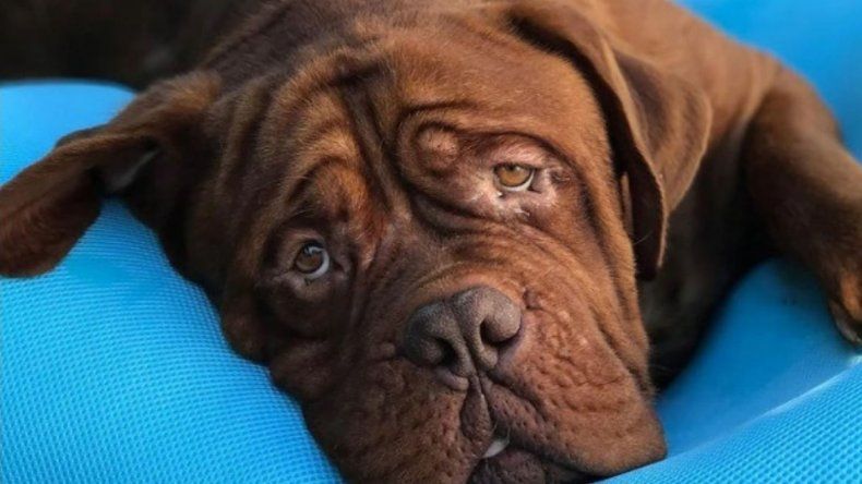 ¡Eureka! La ciencia descubrió por qué nadie puede resistirse a la mirada triste de un perro