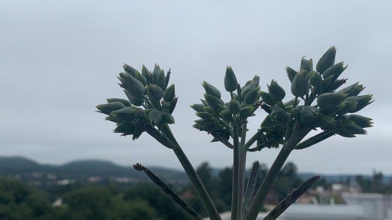 La semana comenzó con tiempo fresco: cuándo vuelve el calor a Jujuy La semana comenzó con tiempo fresco: cuándo vuelve el calor a Jujuy