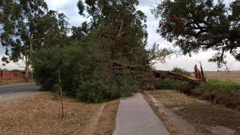 Árbol caído por el temporal en San Pedro&nbsp;