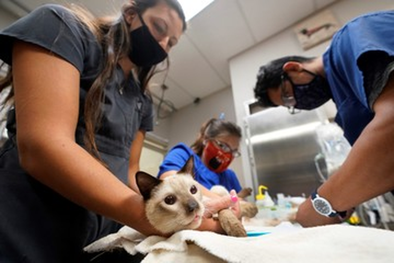 Qué dice el Colegio de Veterinarios sobre el proyecto de ley para establecer guardias obligatorias (imagen ilustrativa)