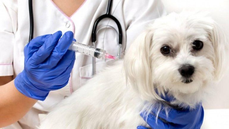Coronavirus en animales