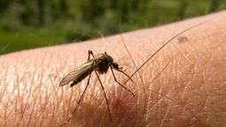 Preocupa enSalta y en Jujuy las leishmaniasis visceral
