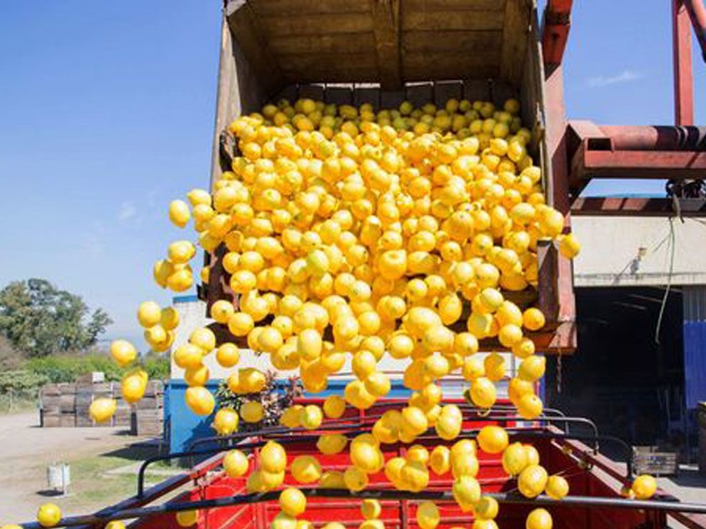 Limones