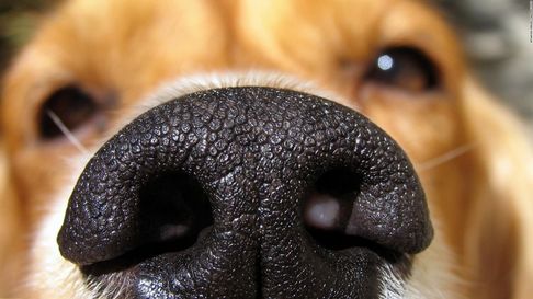 Todo Jujuy | Perros perdidos.jpg