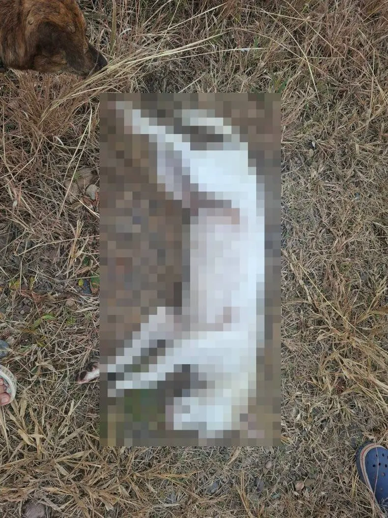 El asesinato de la perra en Los Alisos
