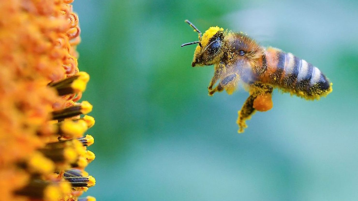 Abejas.