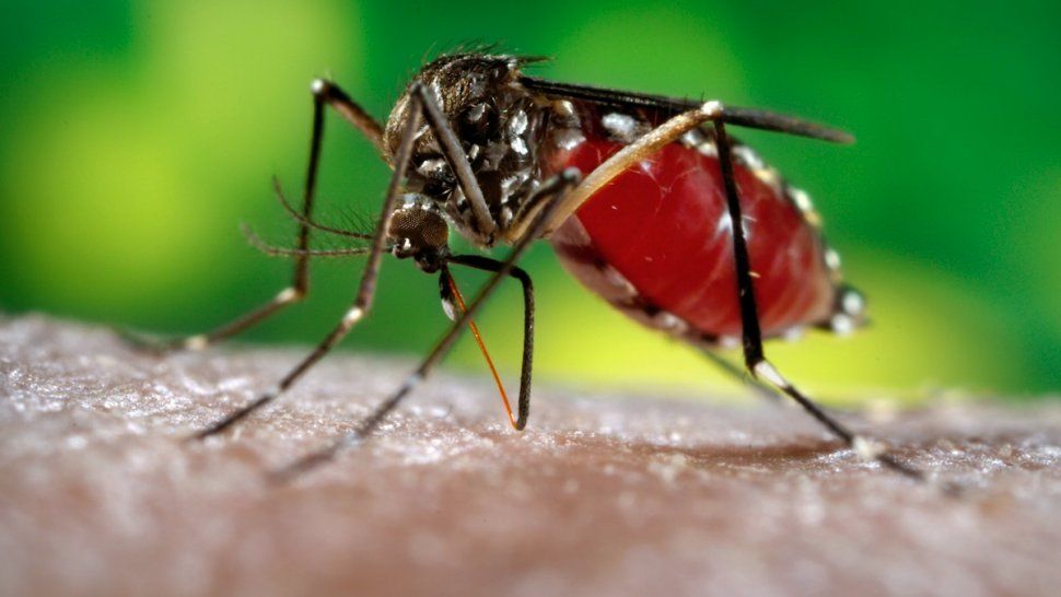 Confirmaron el primer caso de dengue importado en la provincia