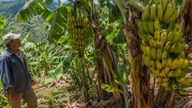 Producción de bananas en Jujuy&nbsp;