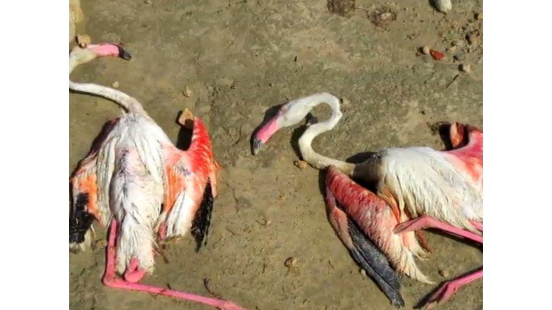 Mueren 300 flamencos en España