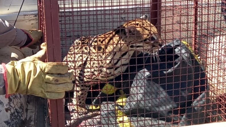 Rescataron a un ocelote de una vivienda de Libertador