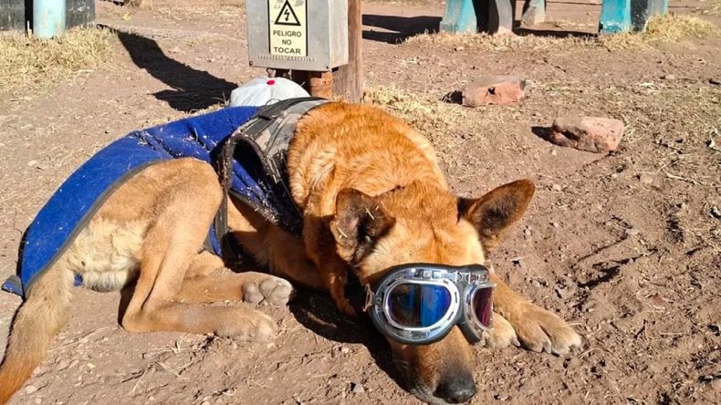 Sebastián y su perro Carpu por la Ruta 40