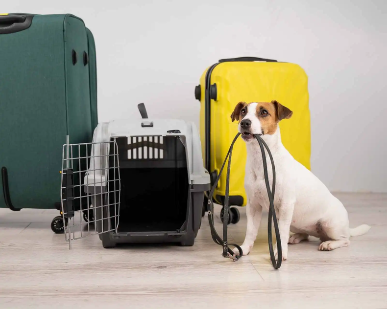 Viajar con perros y gatos: recomendaciones médicas antes de partir