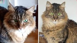 Gato perdido en Jujuy. Gato perdido en Jujuy.