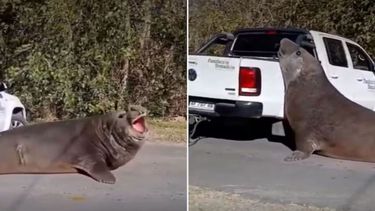 Un elefante marino apareció en las calles de Ensenada y cortó el tráfico. Un elefante marino apareció en las calles de Ensenada y cortó el tráfico.