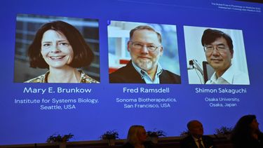 El premio Nobel de Medicina fue otorgado a Mary E. Brunkow, Fred Ramsdell y Shimon Sakaguchi.  