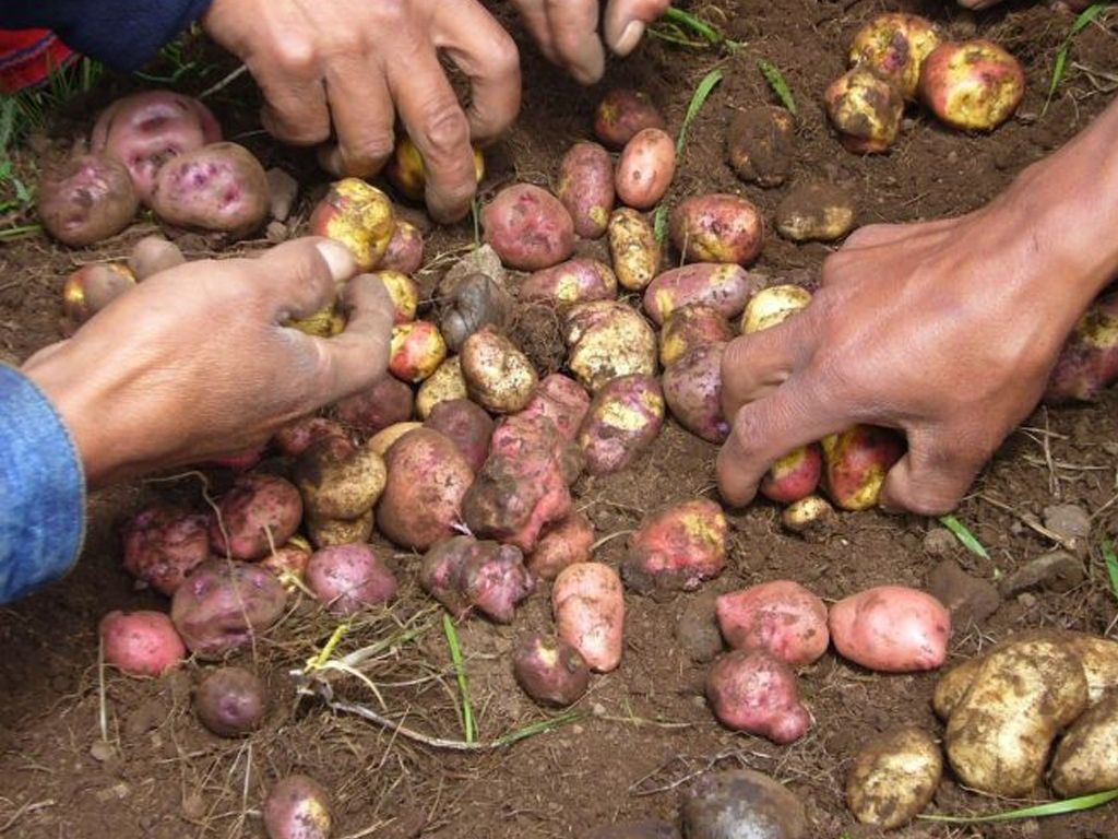 Pequeños productores