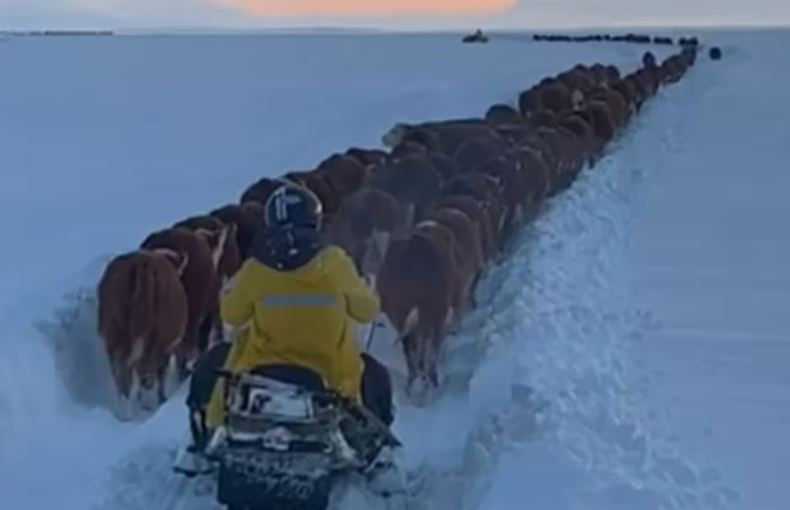 Drama en El Calafate: 18 grados bajo cero y animales atrapados en la nieve.&nbsp;