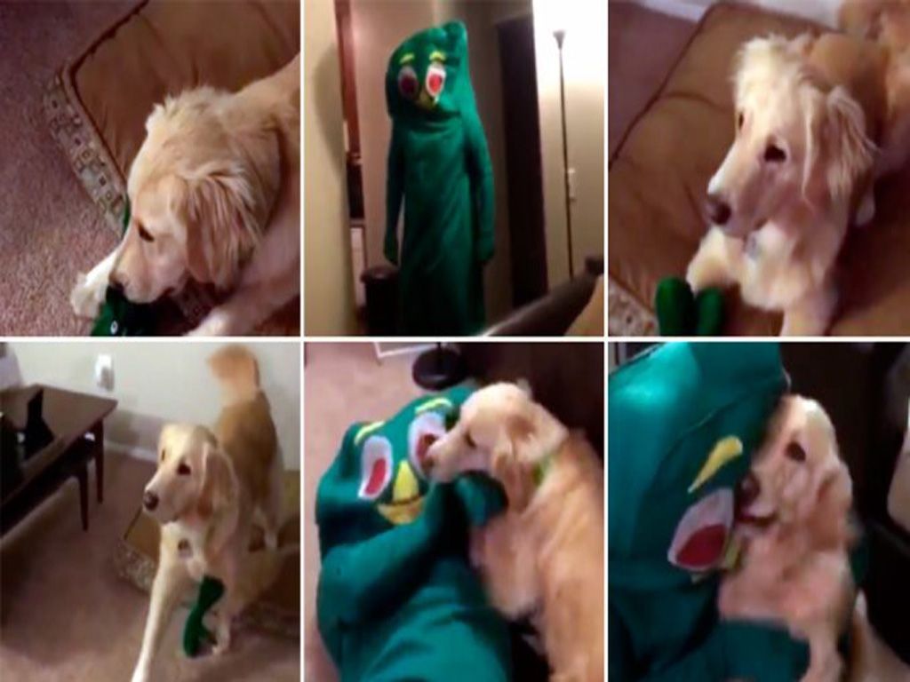 Mascota contenta