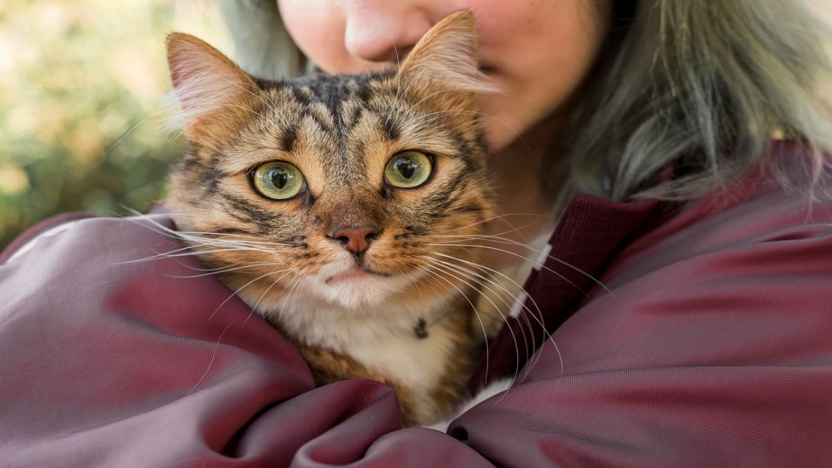 Los siete beneficios de convivir con un gato.
