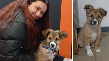 Volvió a Jujuy, no pudo viajar con su perro y pide ayuda para traerlo desde Santa Cruz Volvió a Jujuy, no pudo viajar con su perro y pide ayuda para traerlo desde Santa Cruz