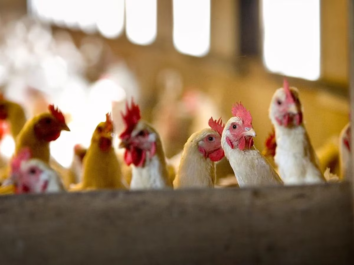 La gripe aviar no se contagia ni por los huevos ni la carne