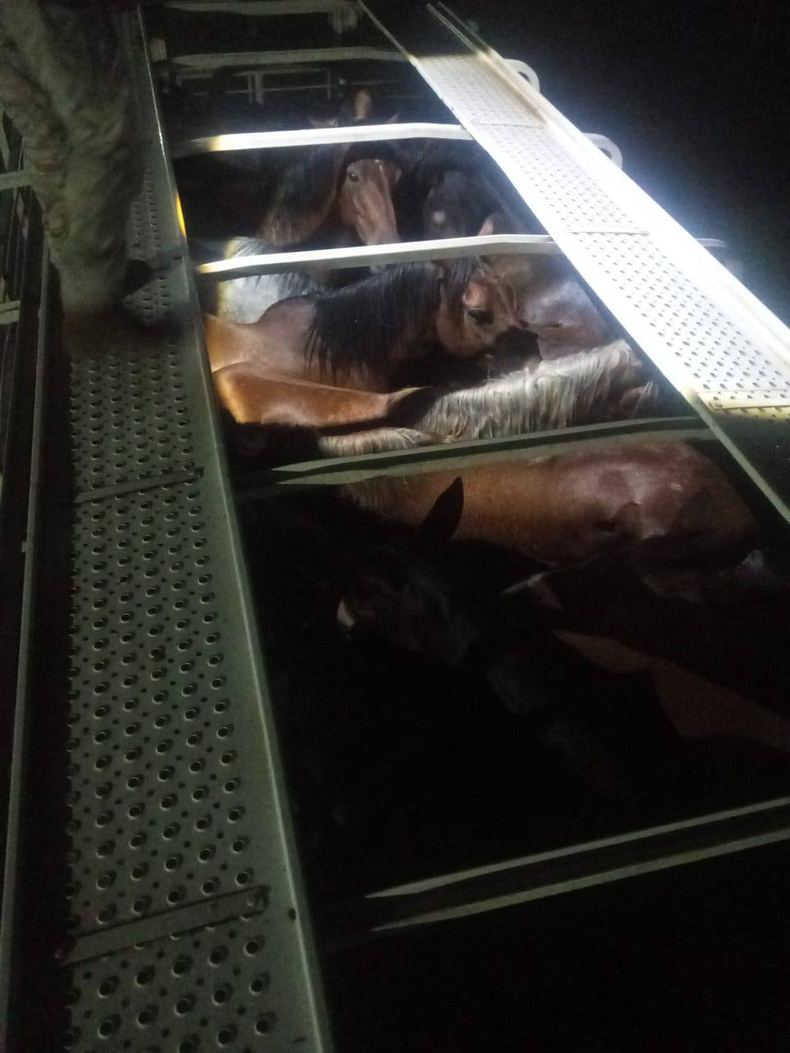 Secuestran 15 animales y demoran a dos personas por documentación falsa en Ruta 8