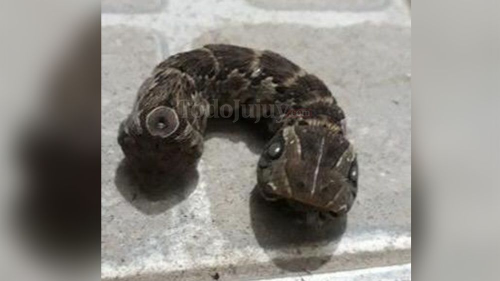 Sorpresa por la aparición de una extraña oruga serpiente en Jujuy